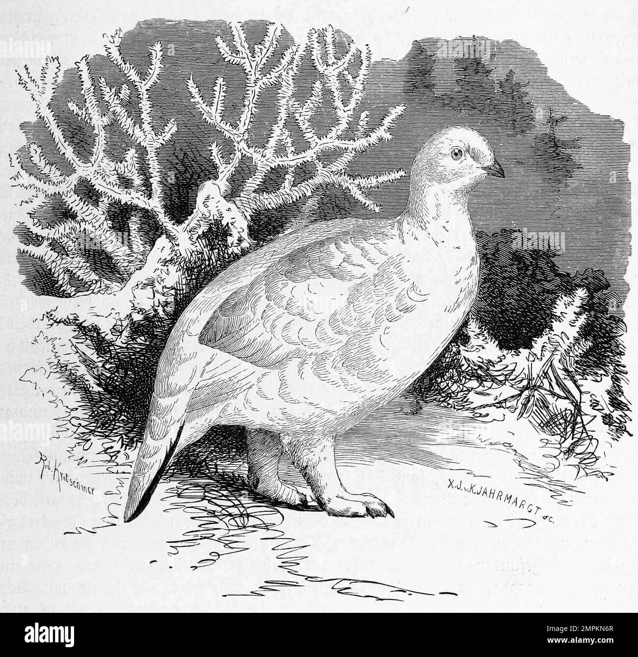 Vogel, Moorschneehuhn, Lagopus lagopus, eine Vogelart, die in der Familie der Fasanenartigen, Phasianidae zu den Raufußhühnern, Winterkleid, Historisch, Digital Restaurant Reproduktion von einer Vorlage aus dem 18. Hundert Stockfoto