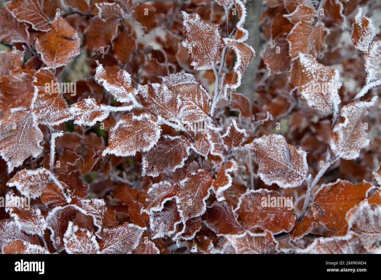 Eine Frostschicht auf Buchenblättern in einer Wiltshire-Hecke. Stockfoto