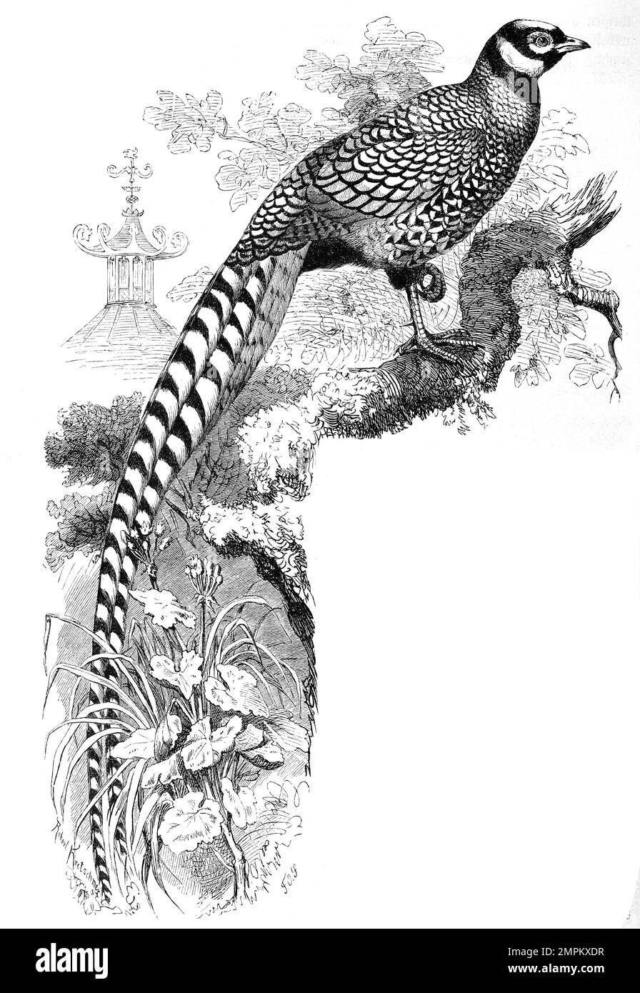 Vogel, Königsfasan, Syrmaticus reevesii, eine Vogelart aus der Familie der Fasanenartigen, Historisch, Digital Restaurant Reproduktion von einer Vorlage aus dem 18. Hundert Stockfoto