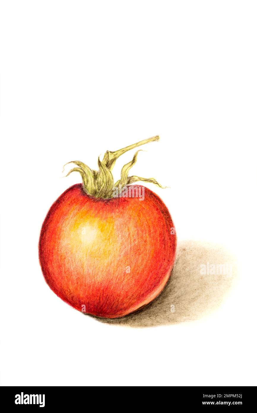 Handgezogene Tomate mit farbigen Bleistiften auf weißem Papierhintergrund. Stockfoto