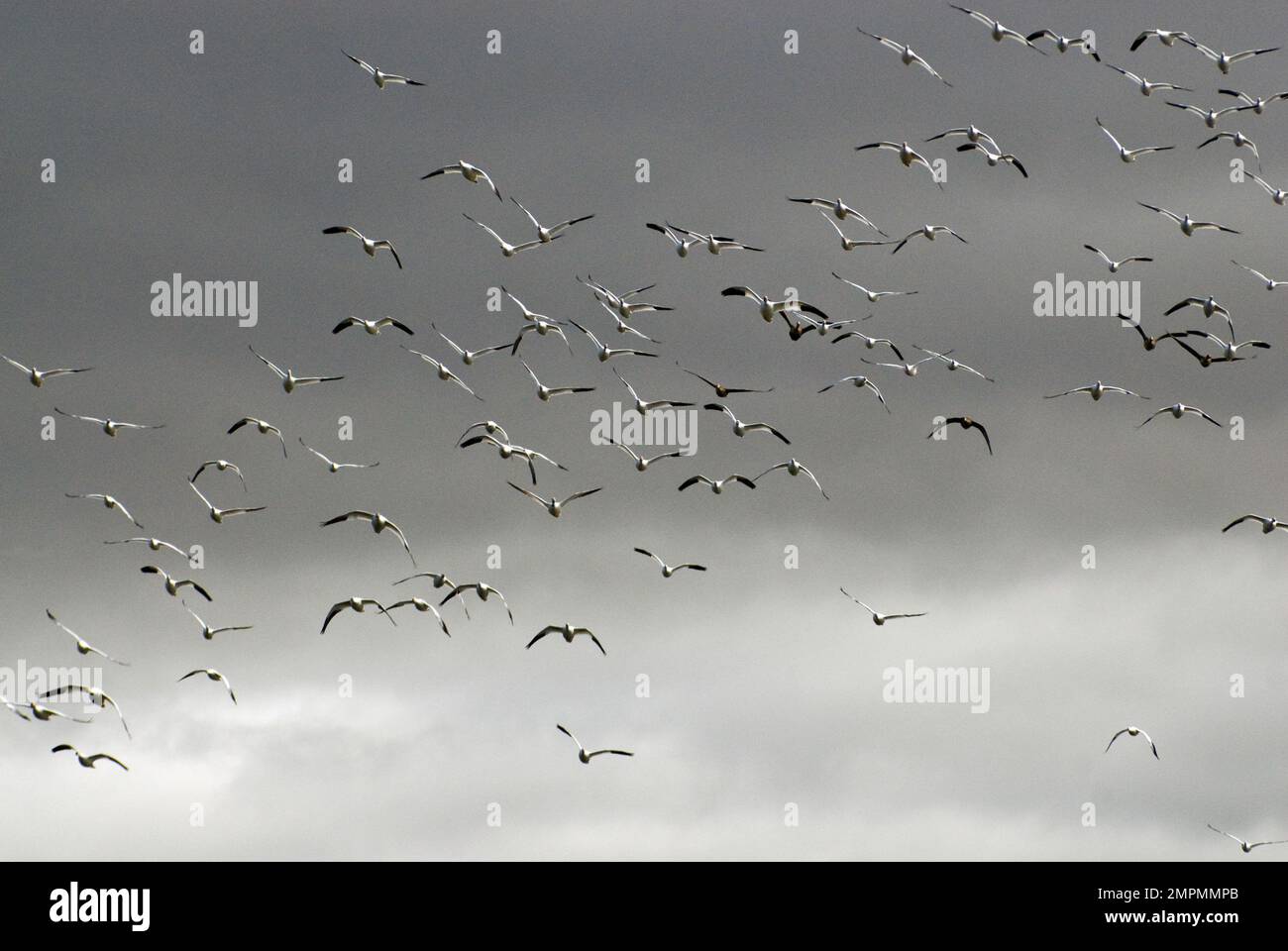 Im Lower Klamath National Wildlife Refuge, Kalifornien, USA, fliegen Vögel über den Teich Stockfoto