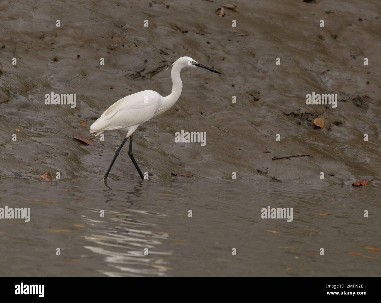 Ein Egret am Ufer im Sunderban-Nationalpark (Westbengalen, Indien) Stockfoto