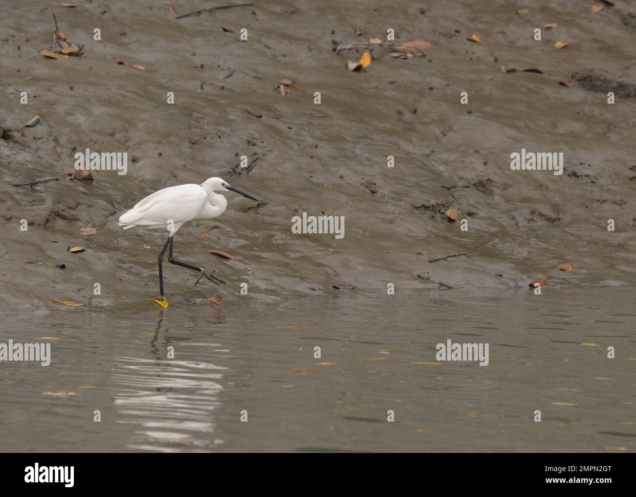 Ein Egret am Ufer im Sunderban-Nationalpark (Westbengalen, Indien) Stockfoto