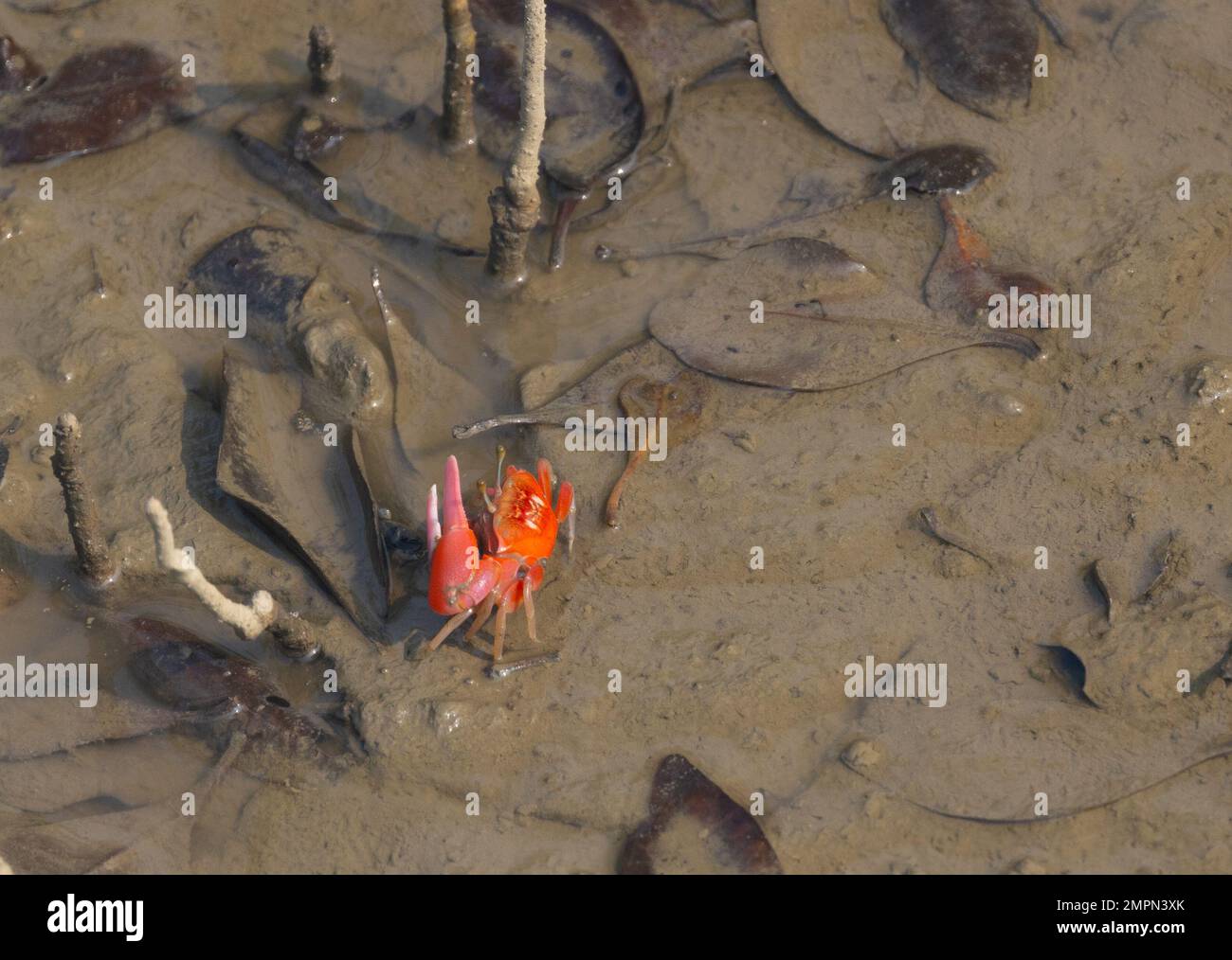 Red Fidler Crab im weichen Schlamm einer Insel im Sunderban-Nationalpark (Westbengalen, Indien) Stockfoto
