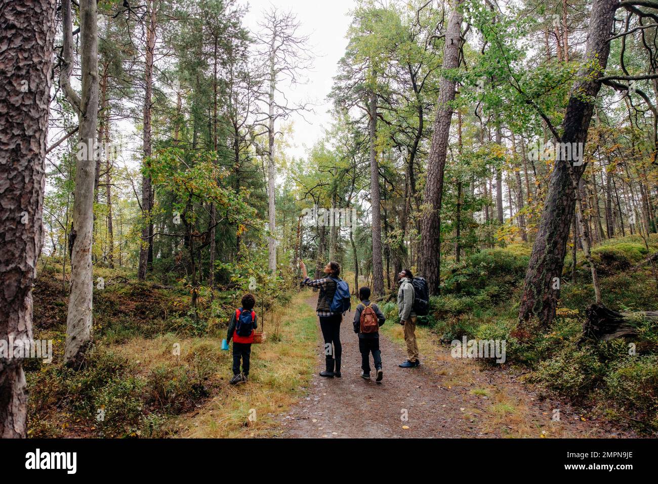 Eltern zeigen Kindern Bäume, während sie im Urlaub im Wald wandern Stockfoto