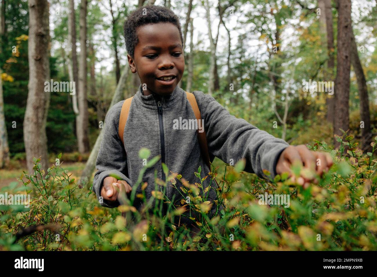 Neugieriger Junge, der im Urlaub im Wald Beeren pflückt Stockfoto