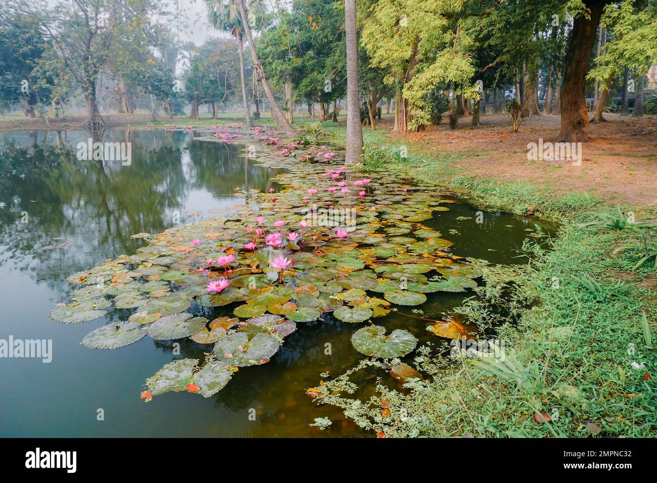 Wunderschöner Blick auf einen Teich voller Blätter von Nymphaea, Wasserpflanzen, allgemein bekannt als Seerosen. Indisches Winterbild. Howrah, W.B., Indien. Stockfoto