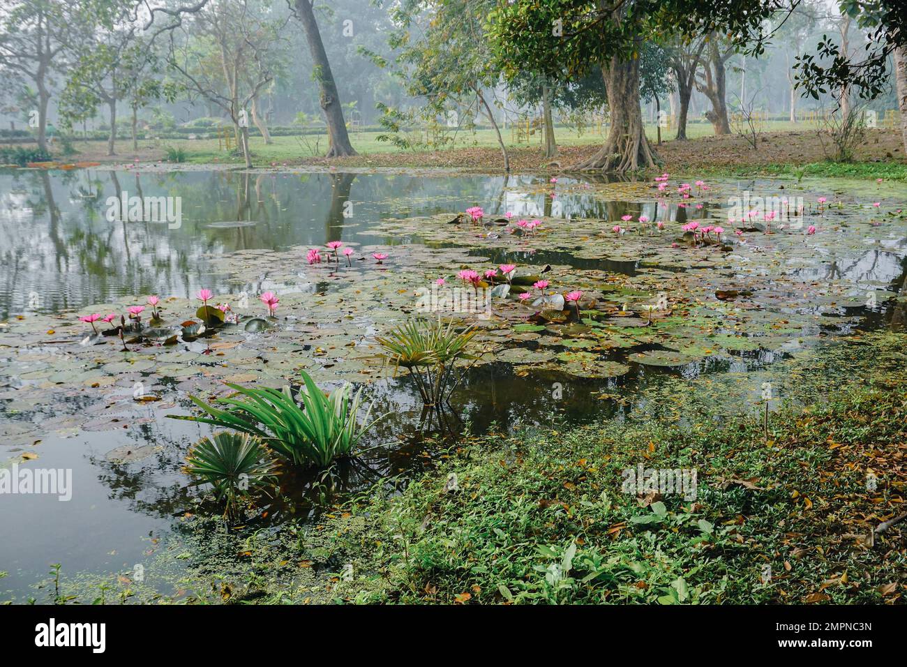 Wunderschöner Blick auf einen Teich voller Blätter von Nymphaea, Wasserpflanzen, allgemein bekannt als Seerosen. Indisches Winterbild. Howrah, W.B., Indien. Stockfoto