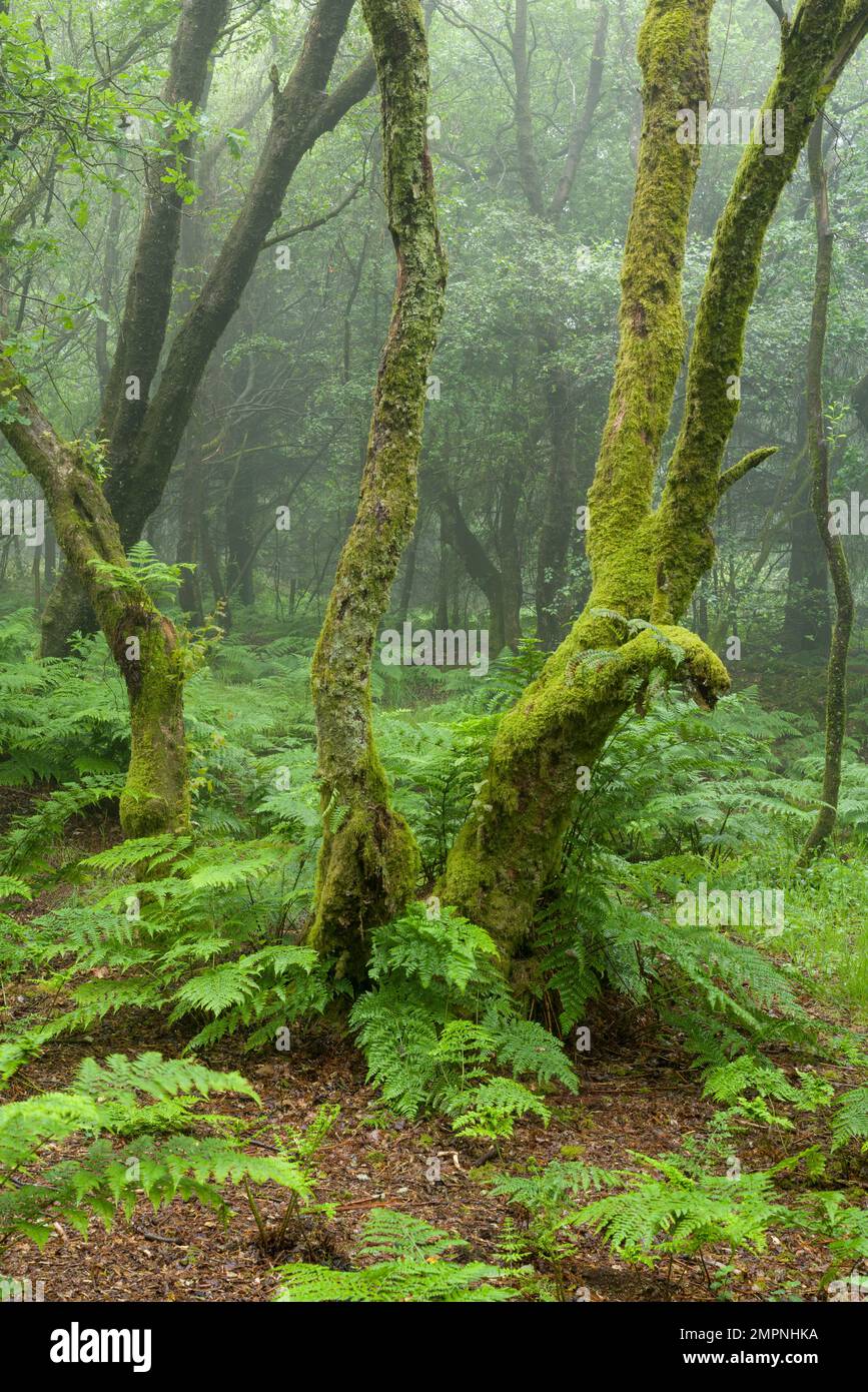 Im Sommer ein nebiges Laubwälder in den East Harptree Woods in den Mendip Hills, Somerset, England. Stockfoto