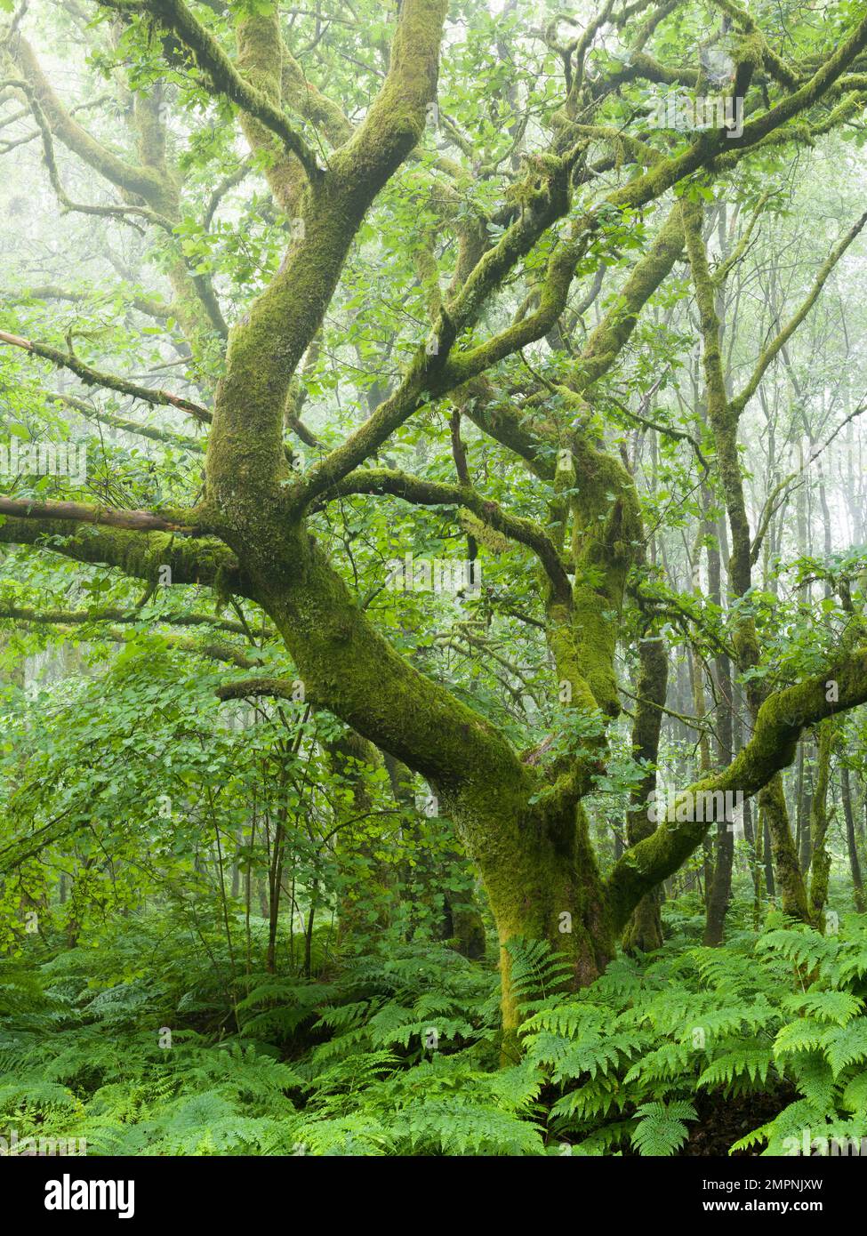 Eine alte Eiche im Nebel in den East Harptree Woods in Mendip Hills, Somerset, England. Stockfoto