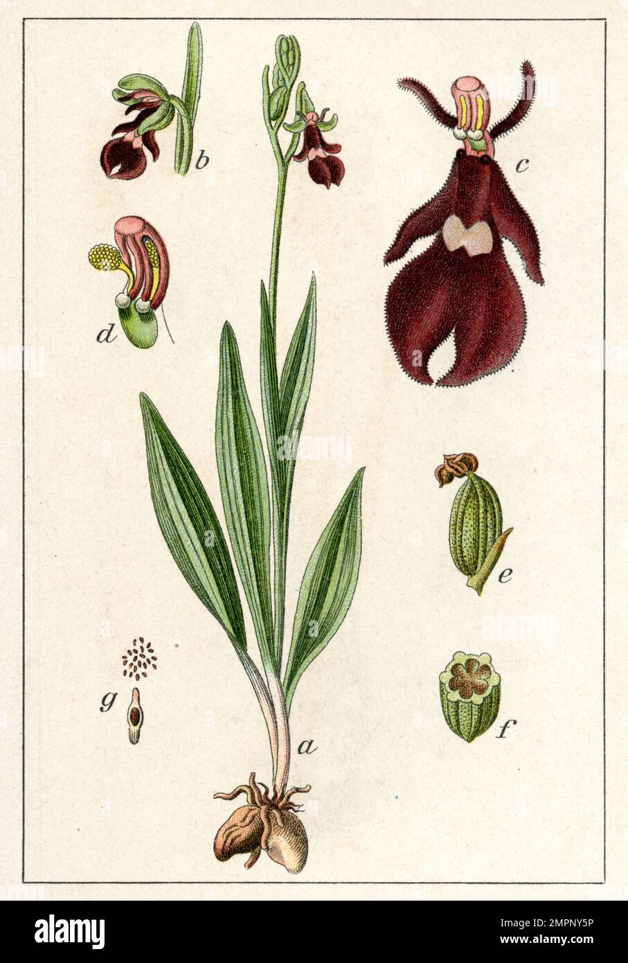 Fliegenorchid Ophrys Insectifera, (Botanisches Buch, 1905), Fliegen-Ragwurz Stockfoto