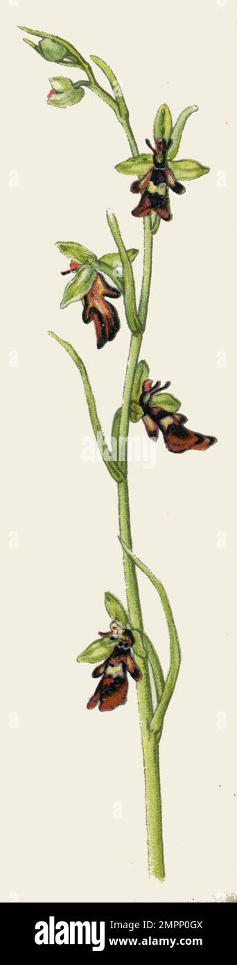 Fliegenorchid Ophrys Insectifera, (Botanisches Buch, 1925), Fliegen-Ragwurz Stockfoto