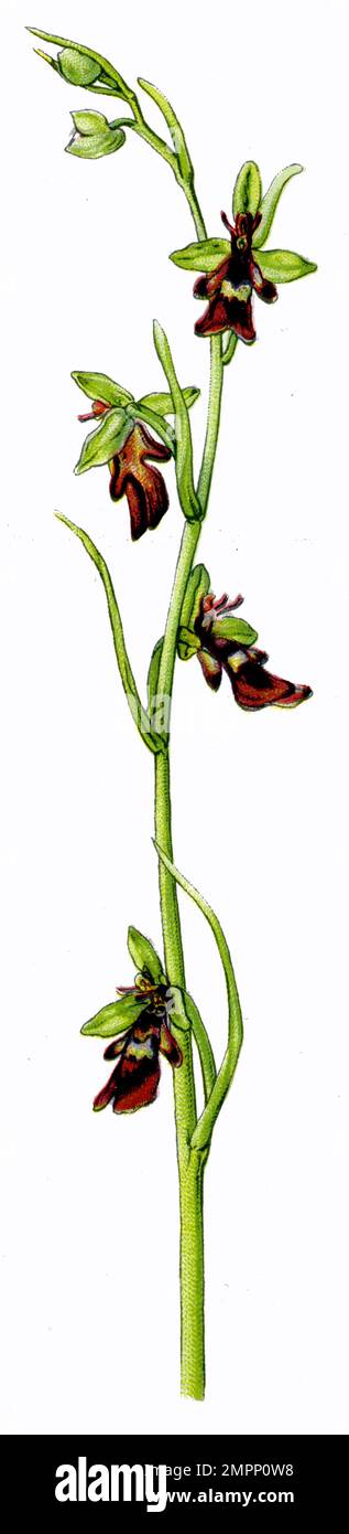 Fliegenorchid Ophrys Insectifera, (Botanisches Buch, 1909), Fliegen-Ragwurz Stockfoto