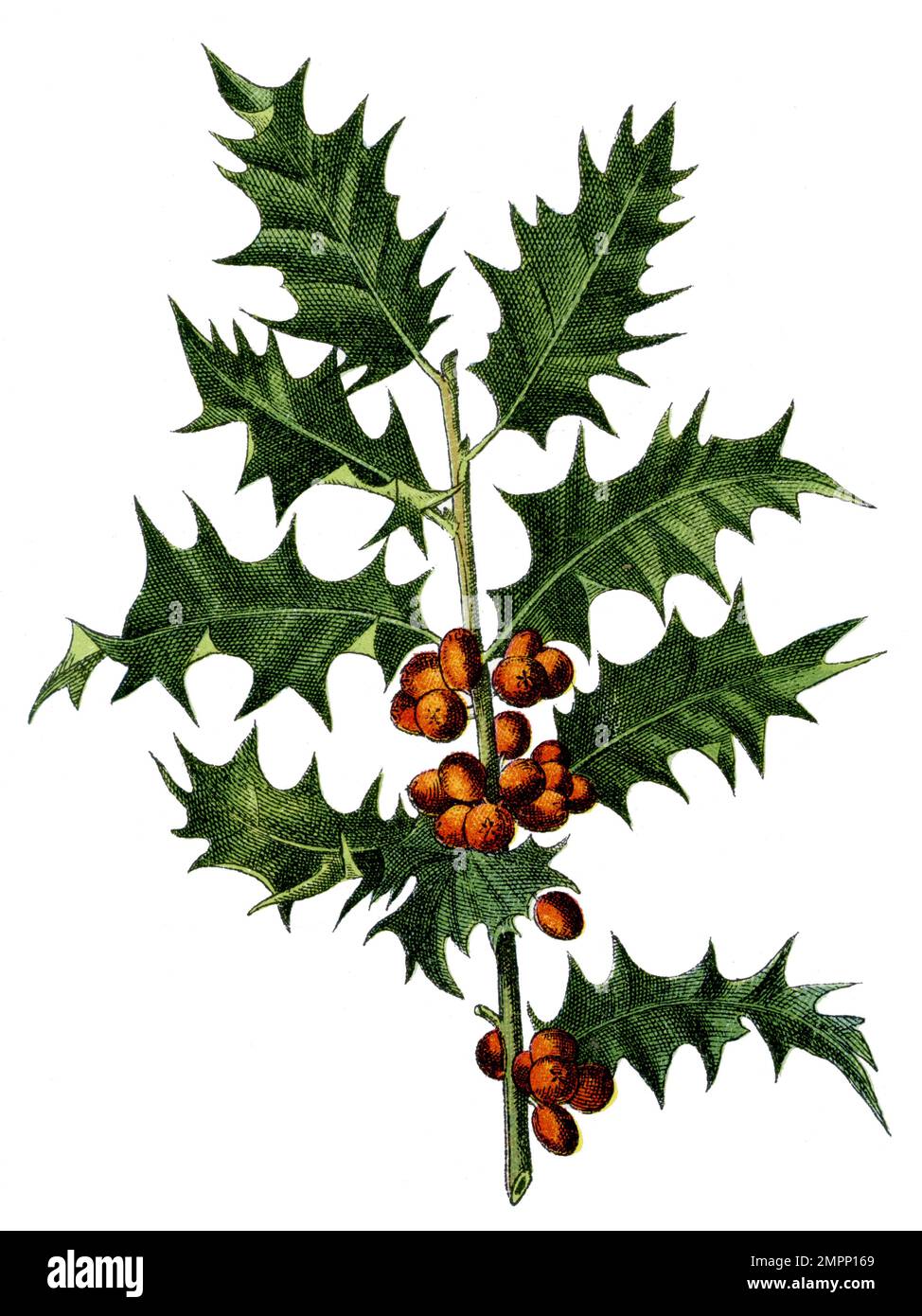 holly, Gemeine Heilige, Englische Heilige, Europäische Heilige oder Weihnachtsholly Ilex aquifolium, (Botanisches Buch, 1909), Stechpalme Stockfoto