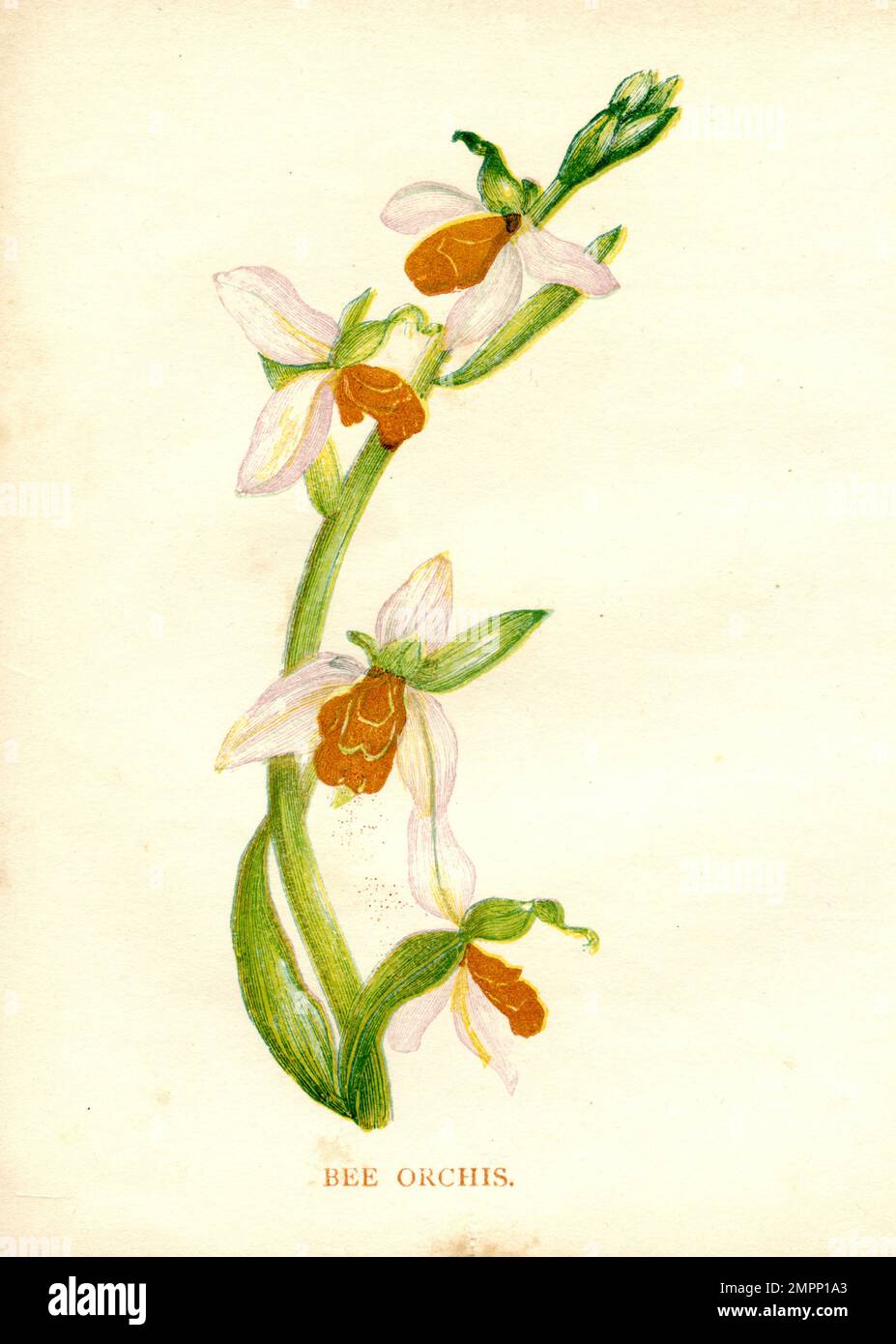 Bienenorchid Ophrys apifera, (, ), Bienen-Ragwurz Stockfoto