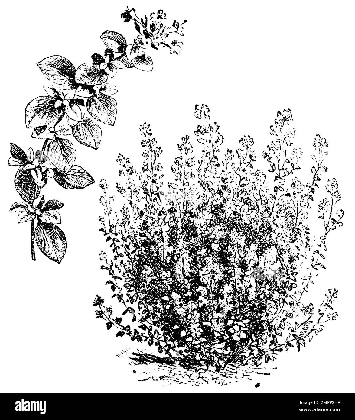 Majoran, Origanum majorana, anonym (Gartenbuch, 1915), Majoran, Marjolaine oder Origan des jardins Stockfoto