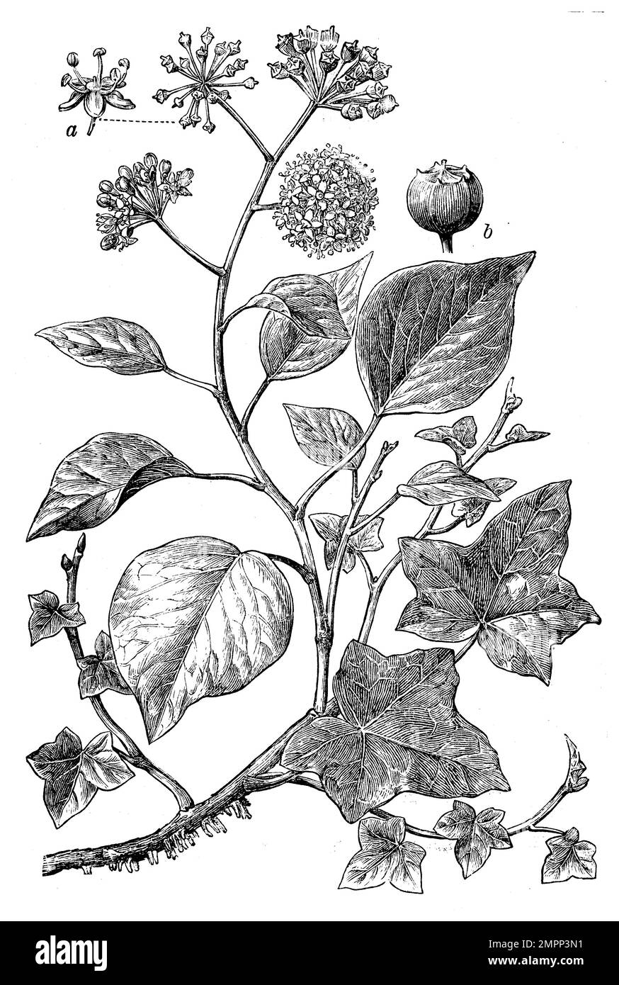 ivy, Hedera Helix, (Enzyklopädie, 1898), Efeu, lierre Stockfoto