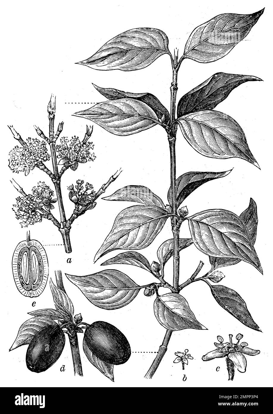 Cornus Mas (Enzyklopädie, 1898), Kornelkirsche, Cornouiller mâle ou cornouiller Sauvage (Cornus mas) Stockfoto