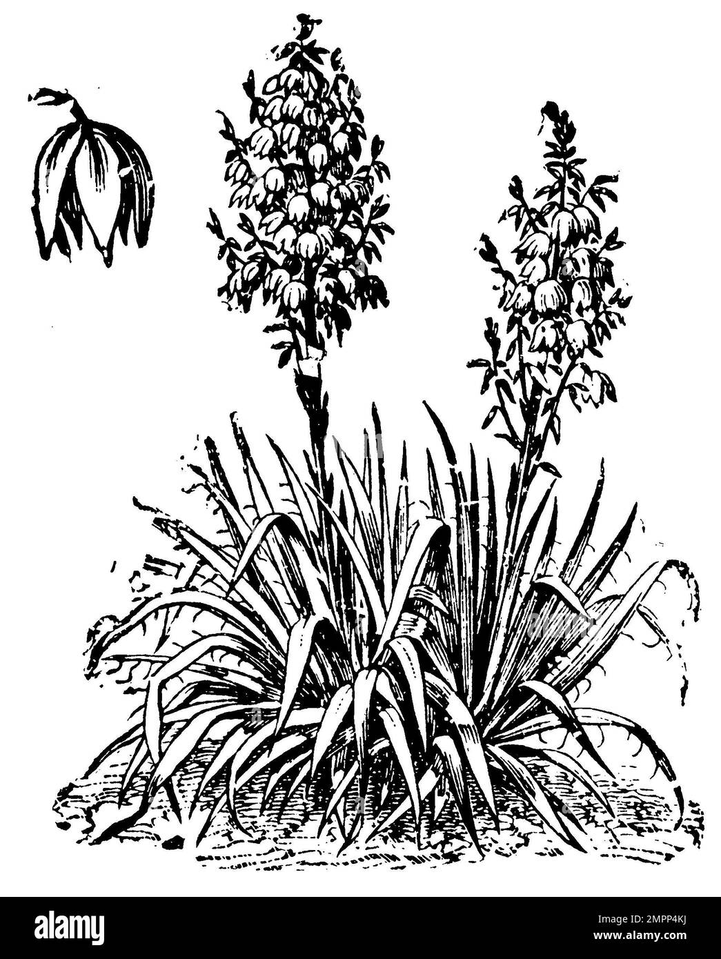 Moundlily Yucca, Yucca gloriosa (Gartenbuch, 1912), Kerzen-Palmlilie, Yucca Superbe Stockfoto