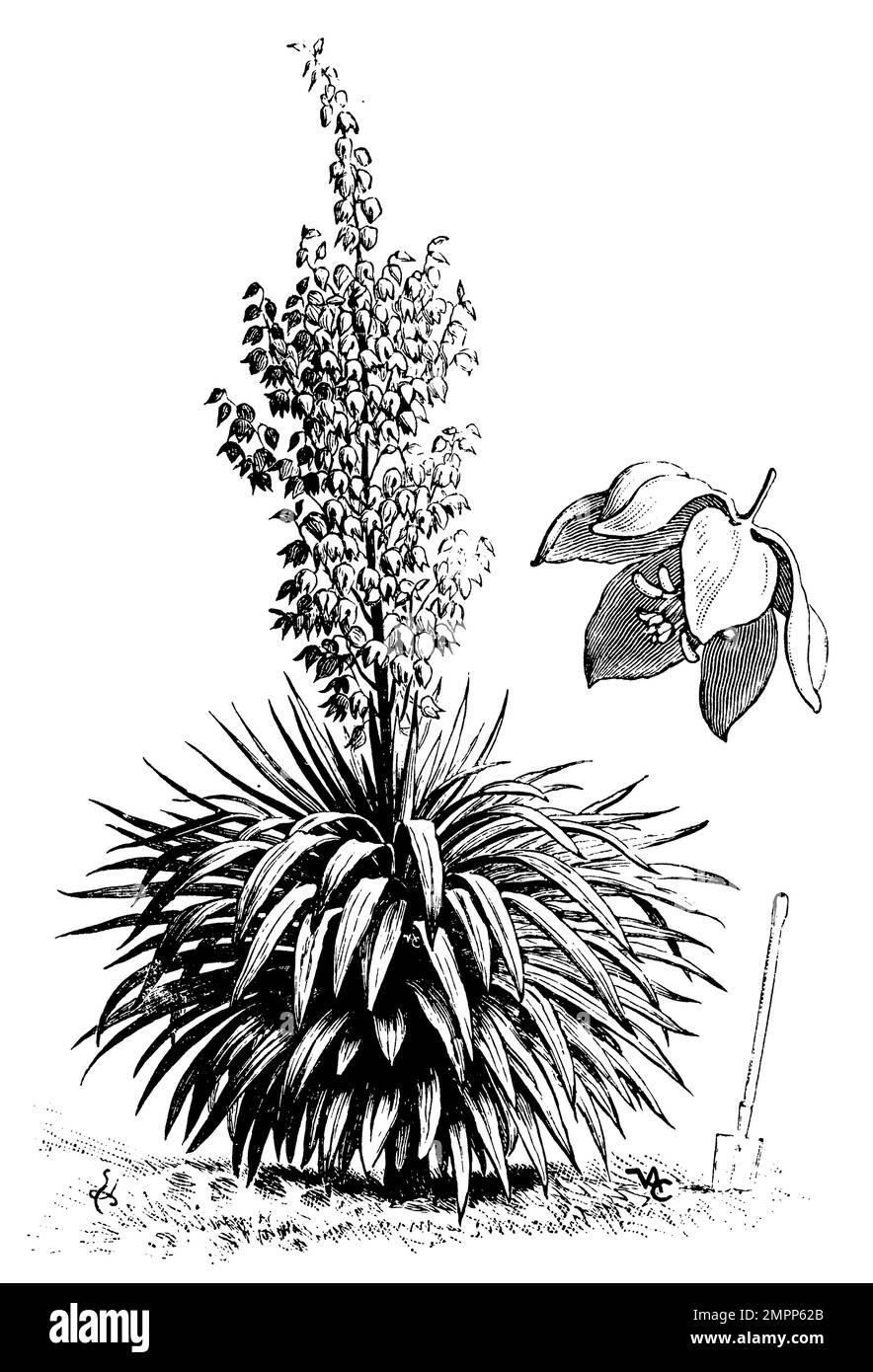 Moundlily yucca, Yucca gloriosa, (, 1911), Kerzen-Palmlilie, Yucca Superbe Stockfoto