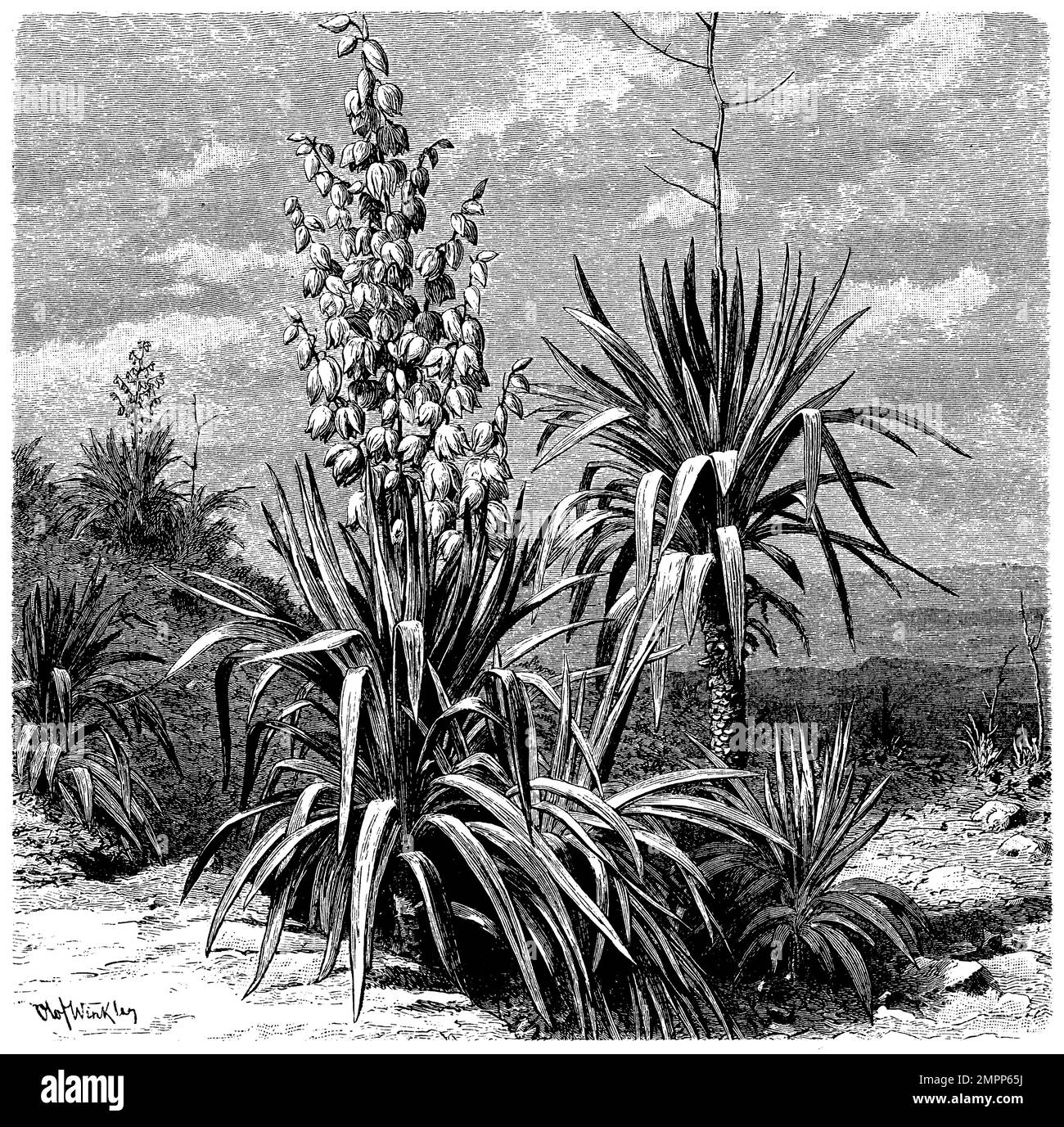 Mondlily Yucca im mexikanischen Hochland, Yucca gloriosa, Olof Winkler (Botaniebuch, 1899), Kerzen-Palmlilie im mexikanischen Hochland, Yucca Superbe sur les hauts Plateaux mexicains Stockfoto