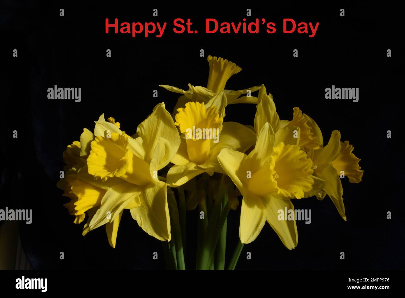 Happy St. David's Day Stockfoto