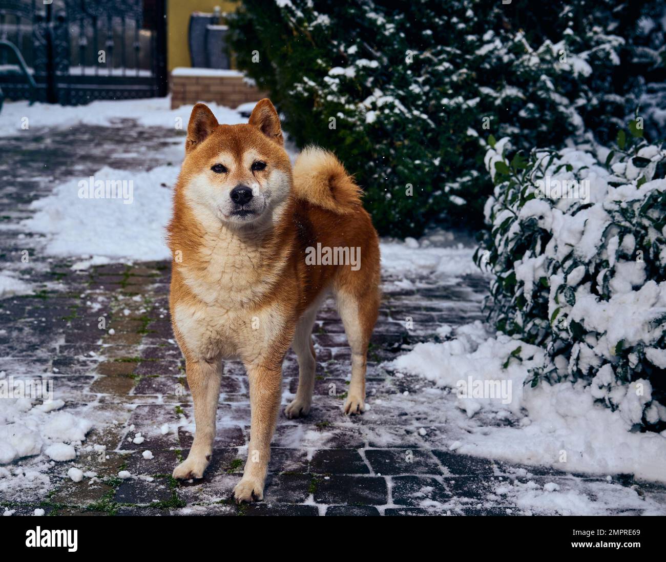 Ein verdecktes Porträt einer Hundezucht Shiba Inu im Winterhof Stockfoto