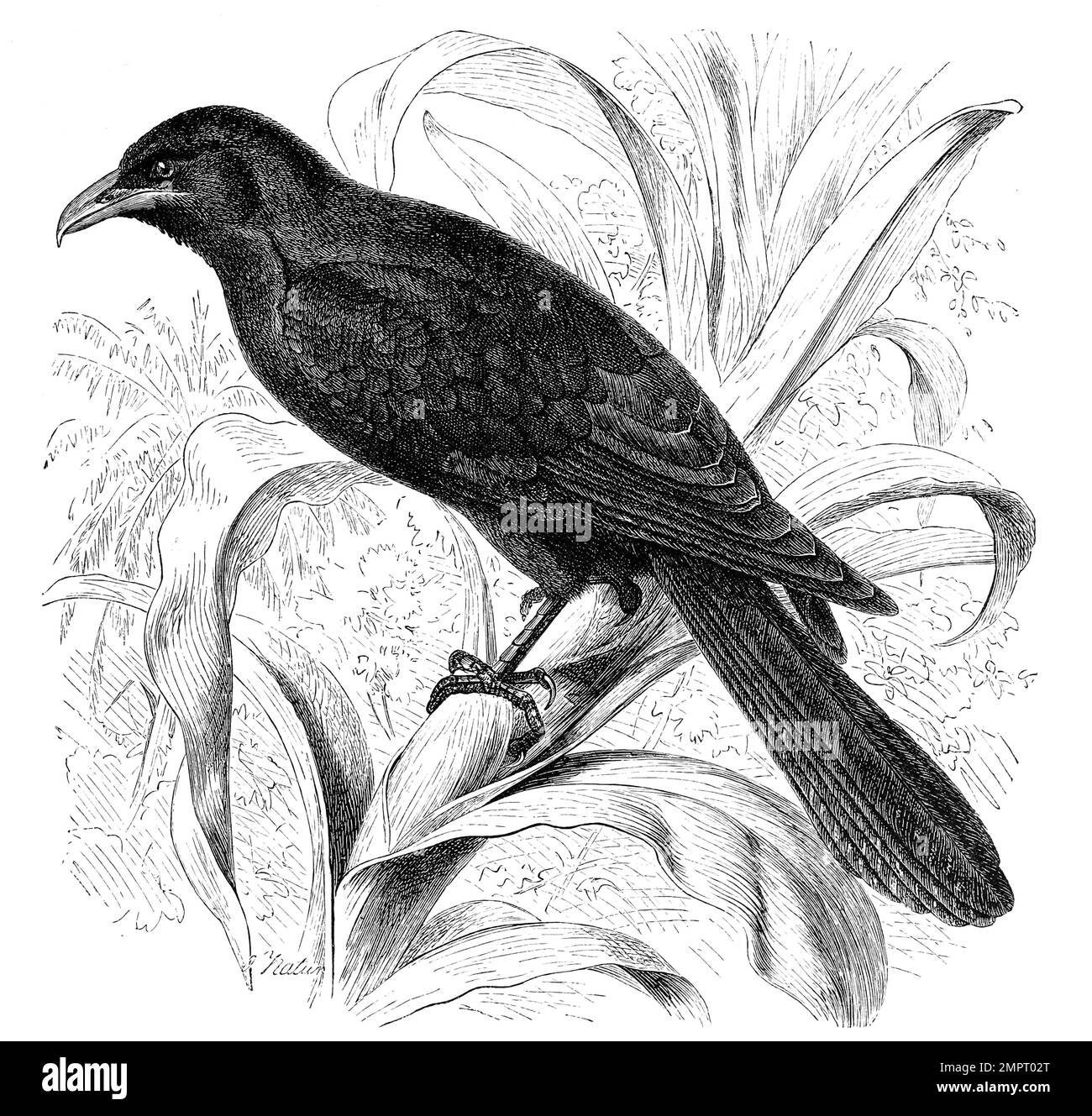 Vogel, Koel, Eudynamis nigra, Historisch, digital restaurierte Reproduktion von einer Vorlage aus dem 18. Hundert Stockfoto