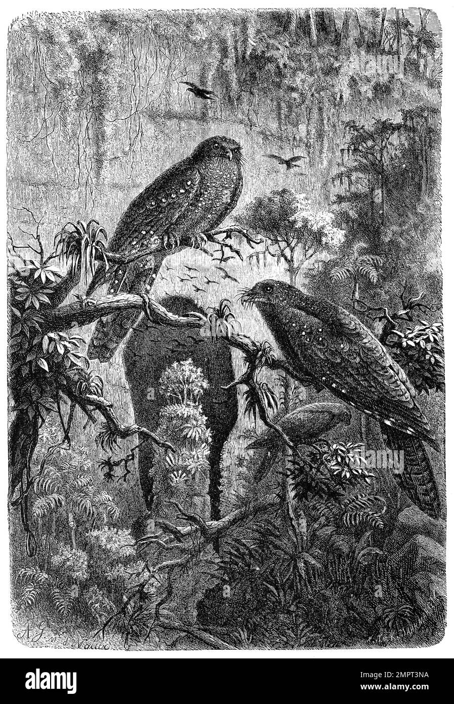 Vogel, Fettschwalm, Steatornis caripensis oder auch Guácharo, einzige rezente Art der Vogelfamilie der Fettschwalme, Steatornithidae, Historisch, digital restaurierte Reproduktion von einer Vorlage aus dem 18. Hundert Stockfoto