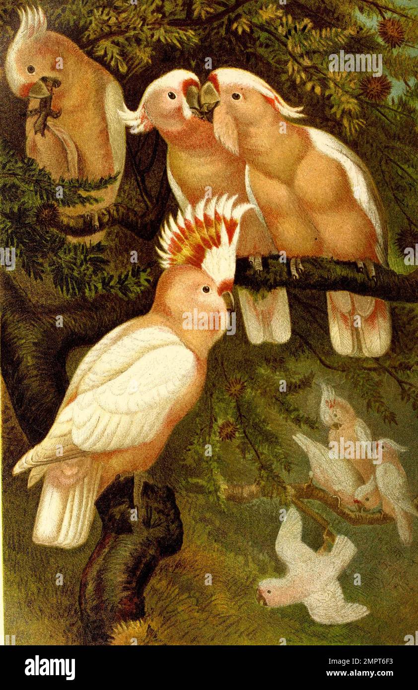 Vogel, InkaKakadu, Cacatua leadbeateri gehört zur Familie der Kakadus