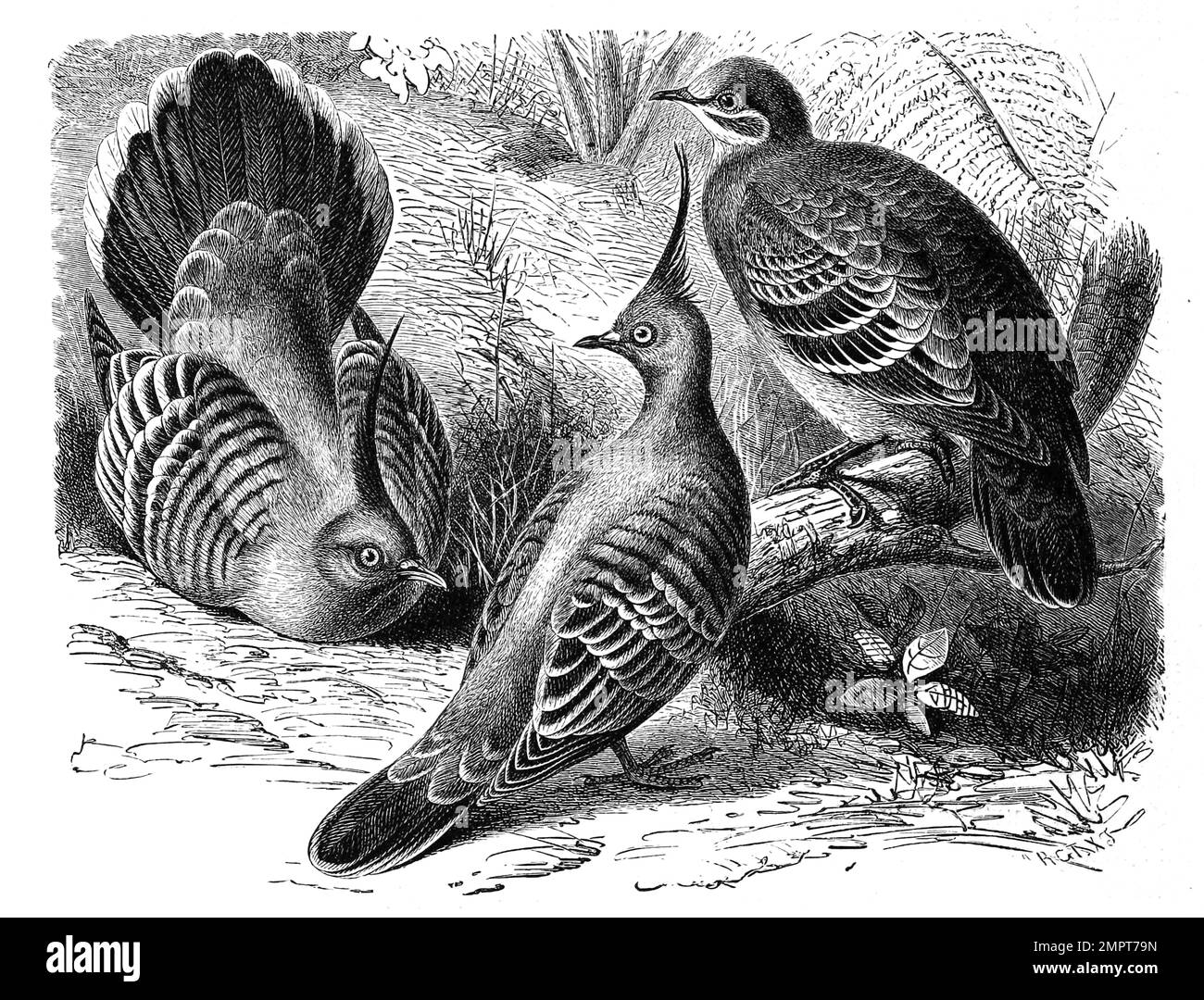 Vogel, Spitzschopftaube, Ocyphaps lophotes, auch Australische Schopftaube und Erzflügeltaube, Phaps chalcoptera, Historisch, digital restaurierte Reproduktion von einer Vorlage aus dem 18. Hundert Stockfoto