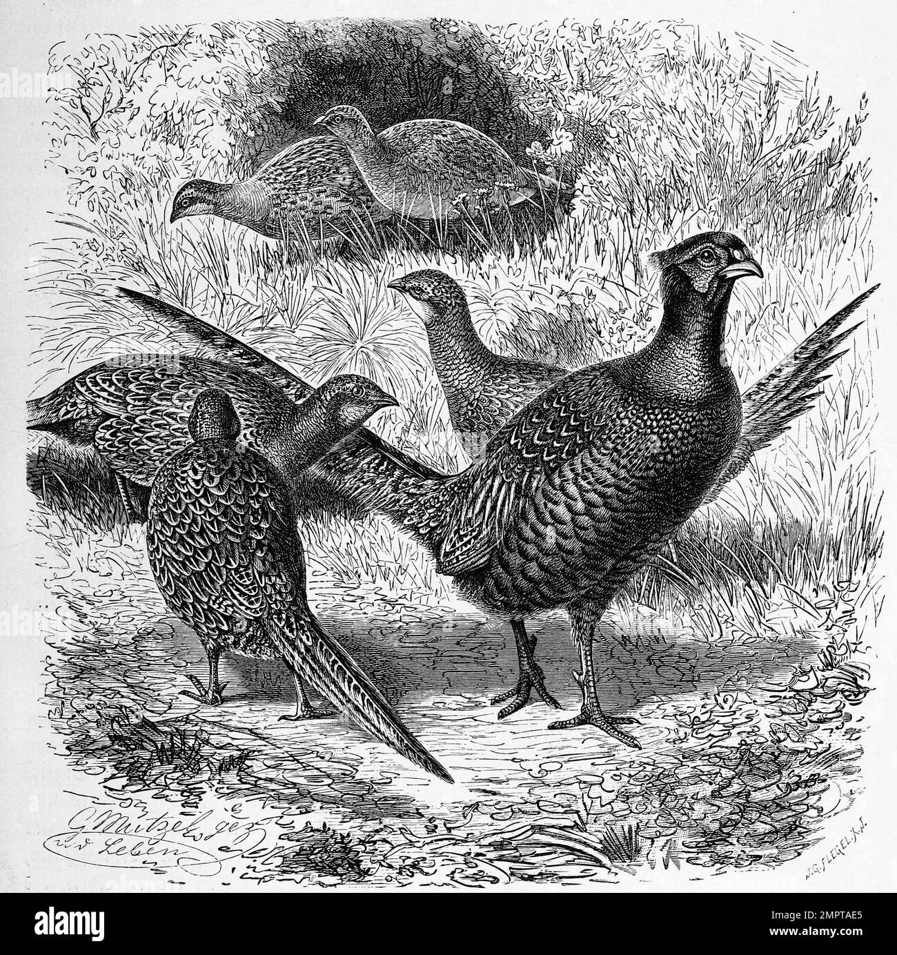 Vogel, 'Fasan, Phasianus colchicus; Plural Fasane oder Fasanen, ein Vogelart aus der Ordnung der Hühnernerögel', Historisch, digital restaurierte Reproduktion von einer Vorlage aus dem 18. Hundert Stockfoto