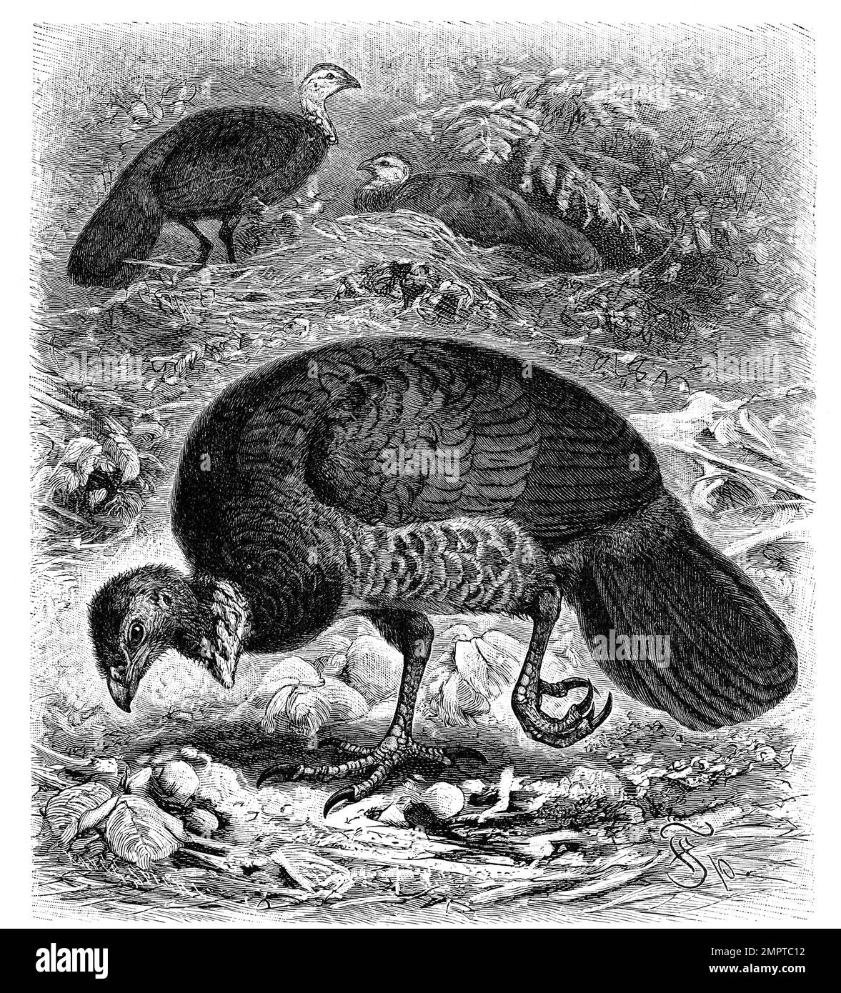 Vogel, Buschhuhn, Alectura lathami, auch Australisches Talegalla genannt, ein in Australien heimisches Großfußhuhn, Historisch, digital restaurierte Reproduktion von einer Vorlage aus dem 18. Hundert Stockfoto