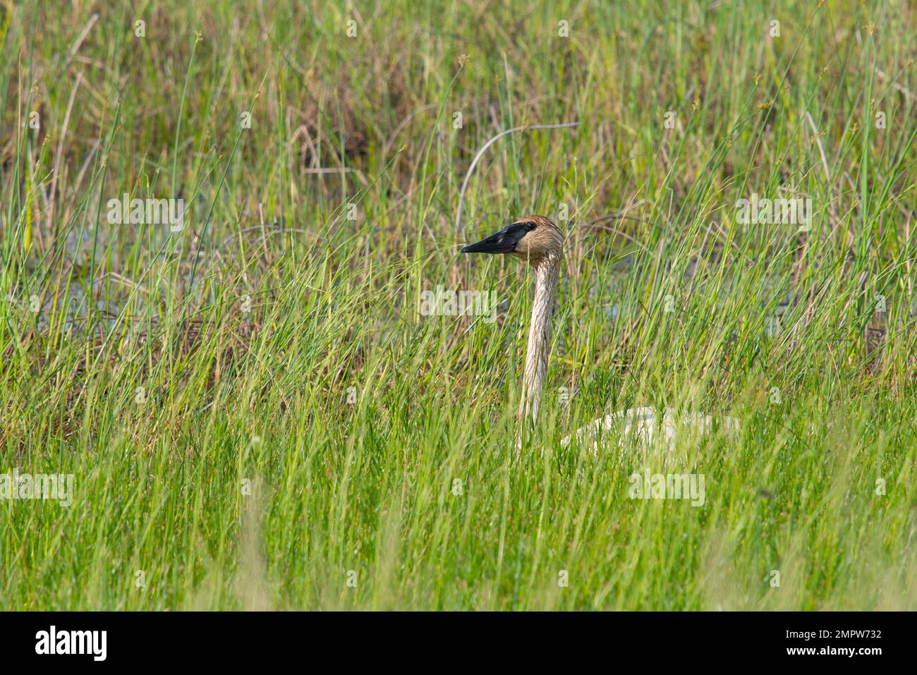 Der einst bedrohte Trompeter Swan ist hier in den grasbedeckten Feuchtgebieten von Crex Meadows in Wisconsin zu sehen. Stockfoto