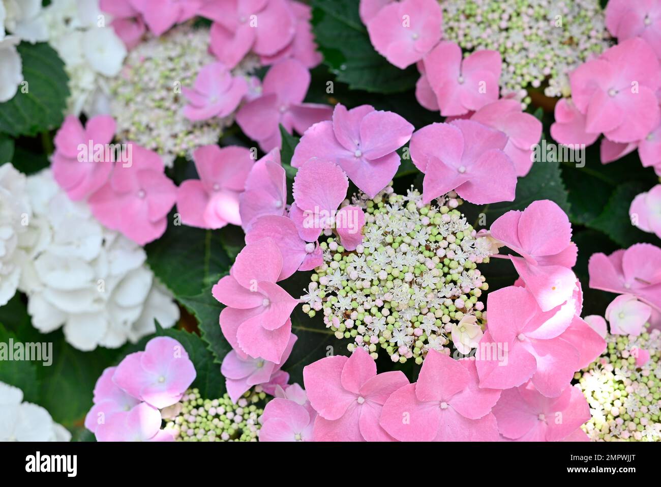 Pflanzen und Blume, Hortensie Stockfoto