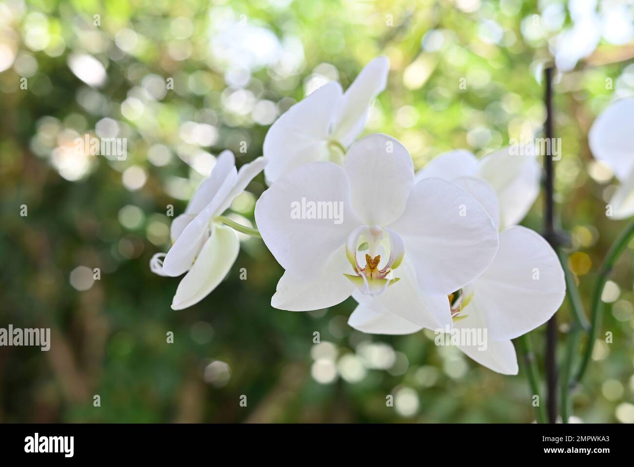 Pflanzen und Blumen, Orchideen Stockfoto