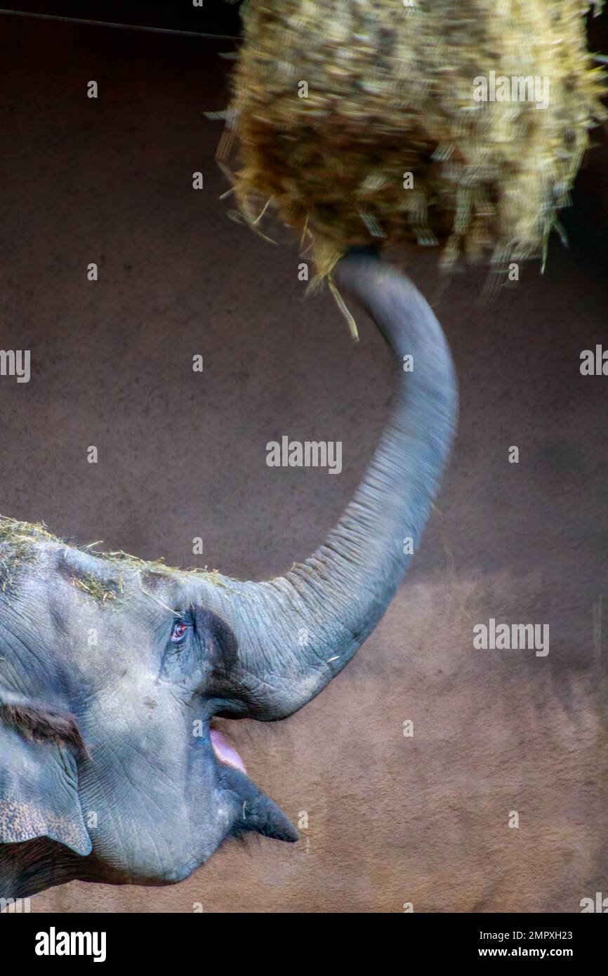 Indischer Elefant, der an sein Essen kommt Stockfoto