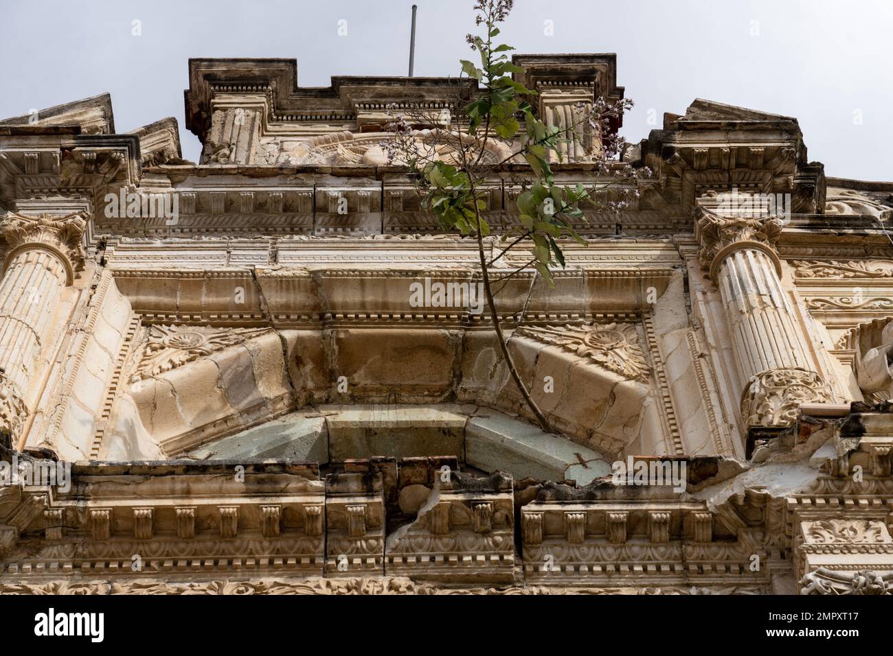 Kleiner Baum, der aus Rissen im Stein der Fassade der Kirche San Agustin im historischen Zentrum von Oaxaca, Mexiko, wächst. Erbaut in der Barockstraße Stockfoto