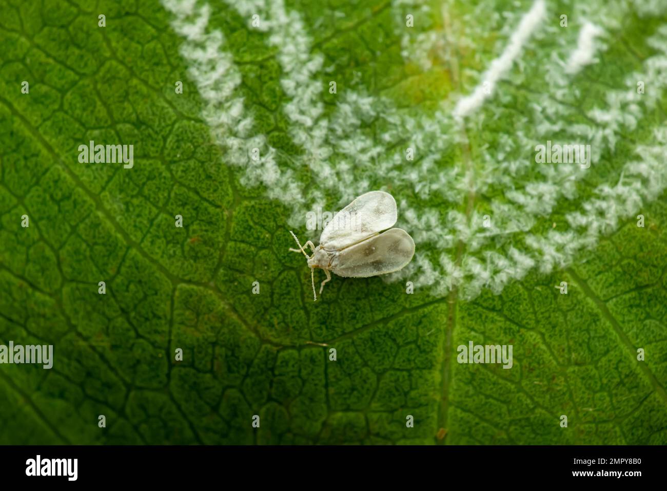 Weiße Fliege auf dem Blatt mit ihren haarigen wachsähnlichen Produkten unter dem Blatt. Es handelt sich um einen wichtigen und ernsten Schädling landwirtschaftlicher Kulturpflanzen. Stockfoto