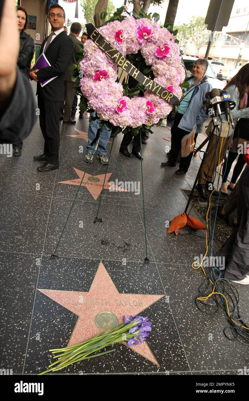 Nicht lange nach ihrem Tod wurde ein Kranz auf den Hollywood Walk of Fame Stern der verstorbenen Elizabeth Taylor gelegt. Medien und Fans versammelten sich um den Stern, auf dem auch eine Handvoll Irisen platziert waren. Im Alter von 79 Jahren starb Taylor Berichten zufolge an Herzinsuffizienz im CEDARS-Sinai Hospital IN L.A. hinterließ ein Vermächtnis, das von zwei Oscars und dem Titel Dame Commander der Theaterin des britischen Empire hervorgehoben wurde. Der in England geborene Taylor, der Star der klassischen Filme „Katze auf einem heißen Blechdach“ und „Kleopatra“, genoss ein ziemlich dramatisches Liebesleben Stockfoto