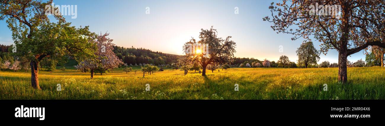 Riesige Wiese mit blühenden Bäumen im Frühling bei Sonnenaufgang, idyllische ländliche Landschaft Stockfoto