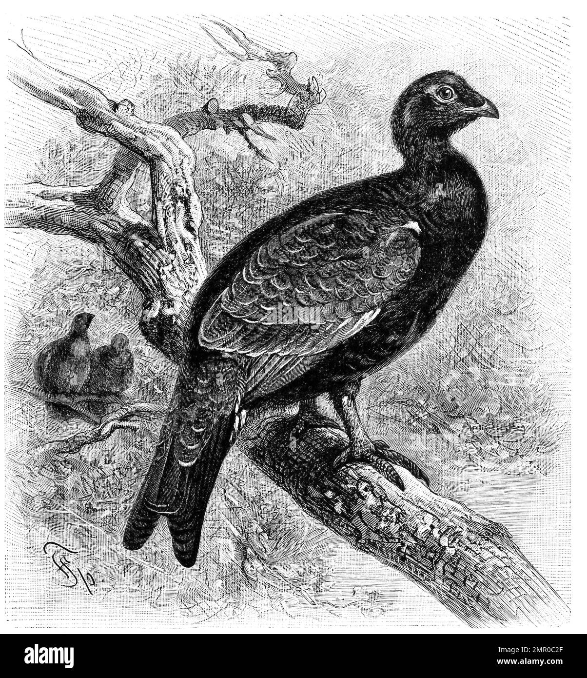 Vogel, Rackelhuhn oder Mittelhuhn, Tetrao hybridus, medius, intermedius, Urogallo-tetricide, urogallo-tetricides und urogallo-tetrix, Historisch, digital restaurierte Reproduktion von einer Vorlage aus dem 18. Hundert Stockfoto