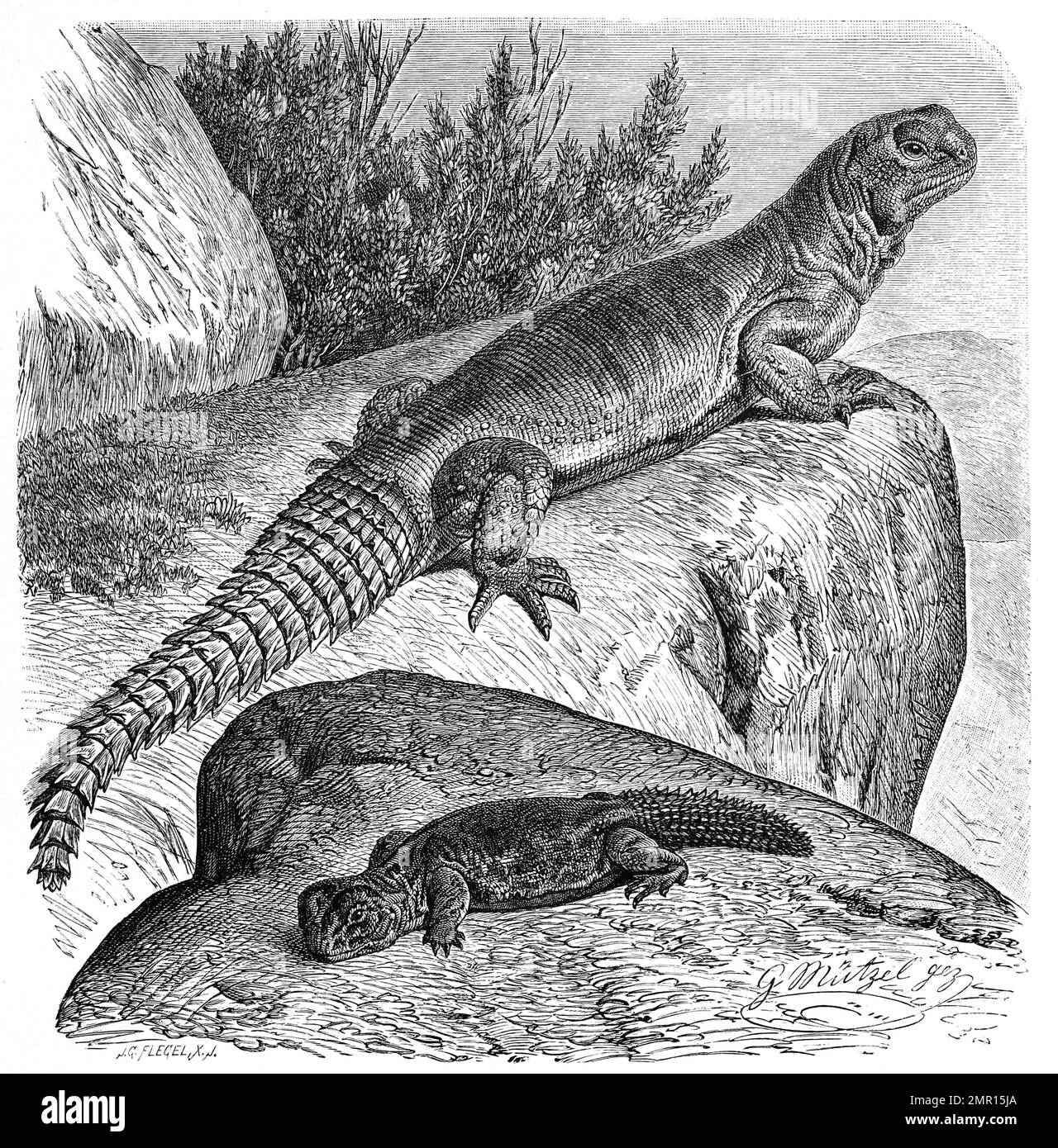 Dornschwanzagame, Uromastyx spinipes, Historisch, digital restaurierte Reproduktion von einer Vorlage aus dem 19. Hundert Stockfoto