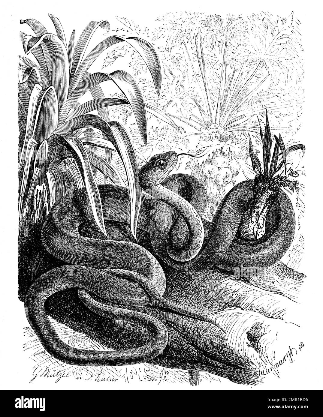Reptilien, Sipo, Chironius exoletus, Historisch, digital restaurierte Reproduktion von einer Vorlage aus dem 19. Hundert Stockfoto