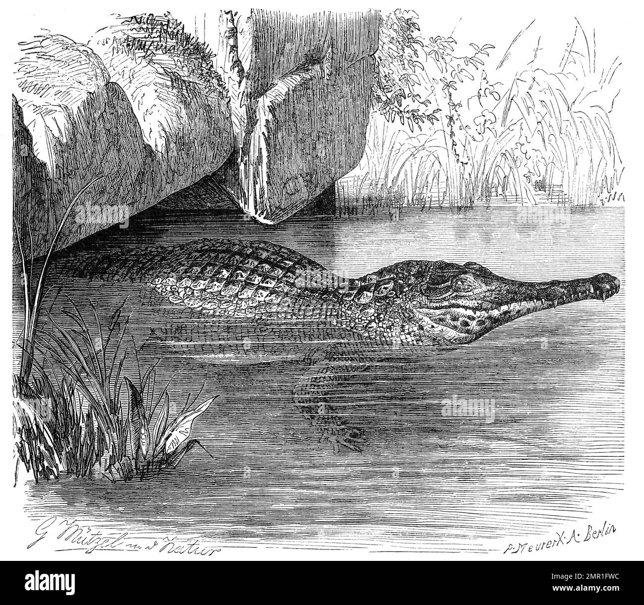 Reptilien, Westafrikanische Panzerkrokodil, Mecistops cataphractus ist