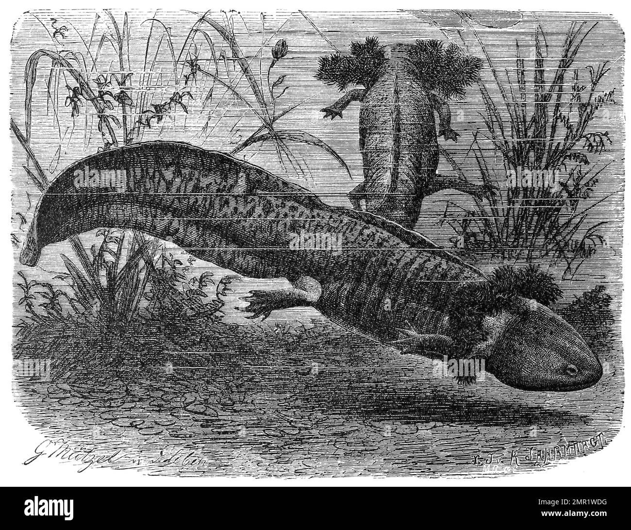 Reptilien, Axolotl, Ambystoma mexicanum ist ein aquatil lebender mexikanischer Schwanzlurch aus der Familie der Querzahnmolche, Larve, Historisch, digital restaurierte Reproduktion von einer Vorlage aus dem 19. Hundert Stockfoto