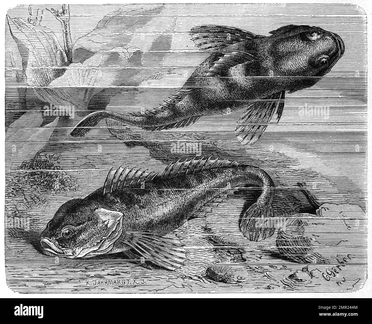 Fisch, Groppe, Cottus gobio, auch Kaulkopf, Rotzkopf, Westgroppe, Koppe, Mühlkoppe, Dickkopf oder Dolm genannt, ist ein kleiner, auch in Deutschland vorkommender Süßwasserfisch, Historisch, digital restaurierte Reproduktion von einer Vorlage aus dem 19. Hundert Stockfoto