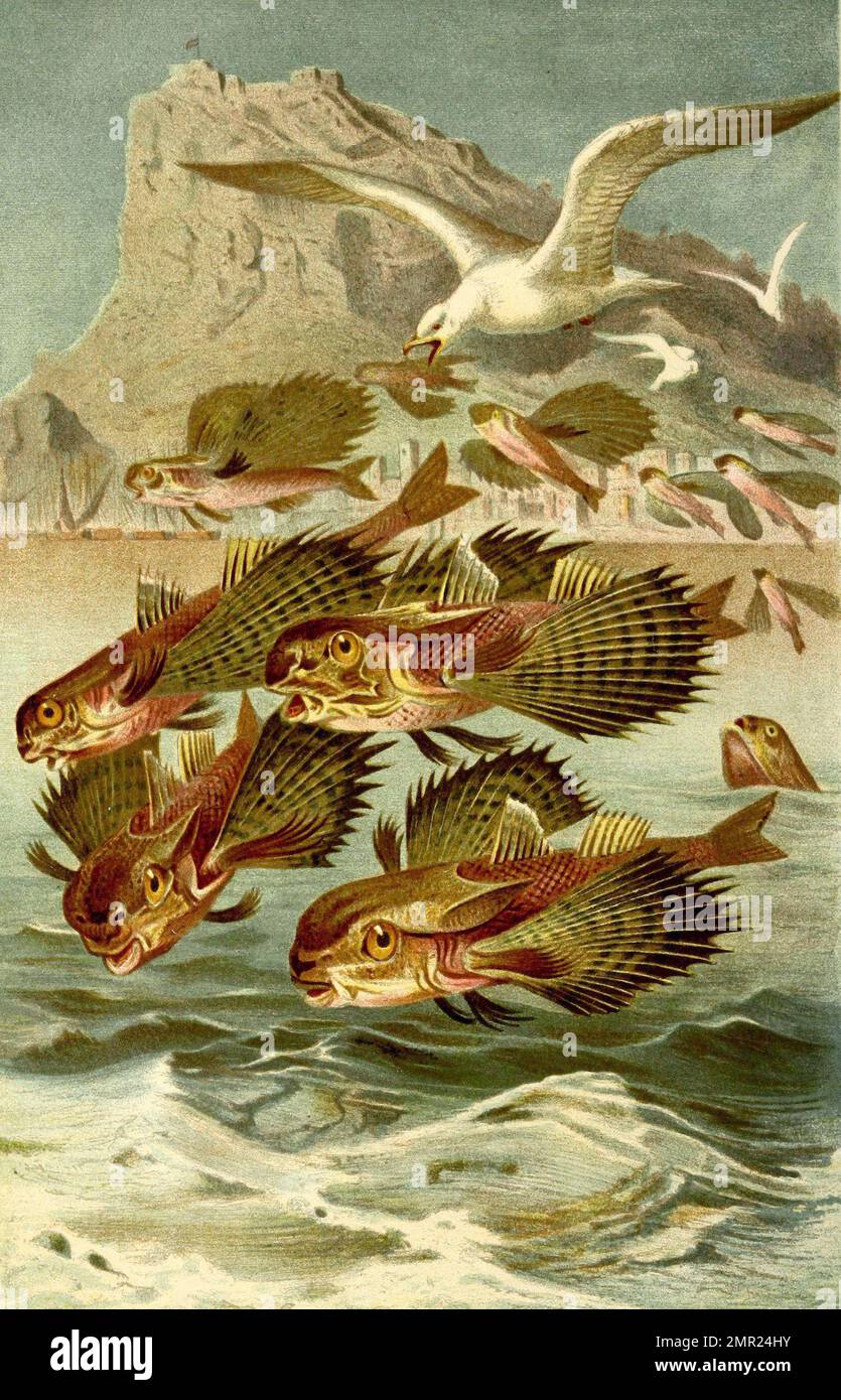 Fisch, Flughahn, Dactylopterus volitans, Art der Knochenfische aus der Familie der Flughähne, Historisch, Digital Restaurant Reproduktion von einer Vorlage aus dem 19. Hundert Stockfoto