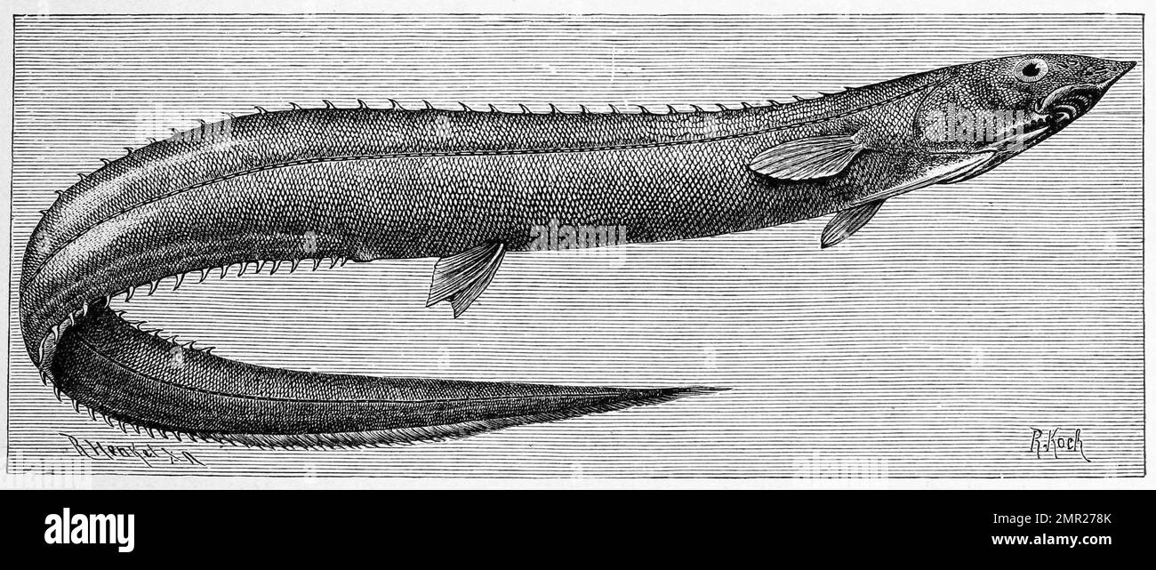 Fisch, Rissos Dornrücken, Dornrückenaal, Notacanthus rissoanus, Historisch, Digitale Restaurierte Reproduktion von einer Vorlage aus dem 19. Hundert Stockfoto