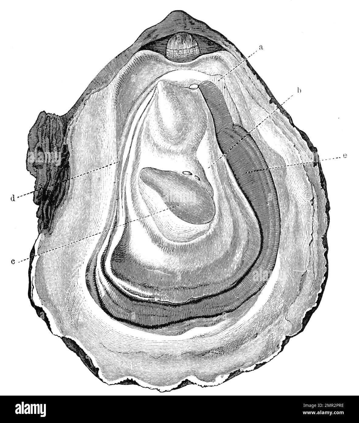 Geöffnete Auster, Pazifische Auster, Magallana gigas, SYN. Crassostrea gigas, auch Pazifische Felsenauster, Historisch, digitale Restaurierte Reproduktion von einer Vorlage aus dem 19. Hundert Stockfoto